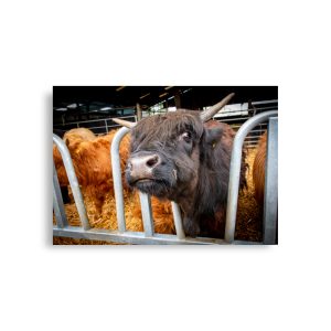 Black Highland Cow - Fine art print