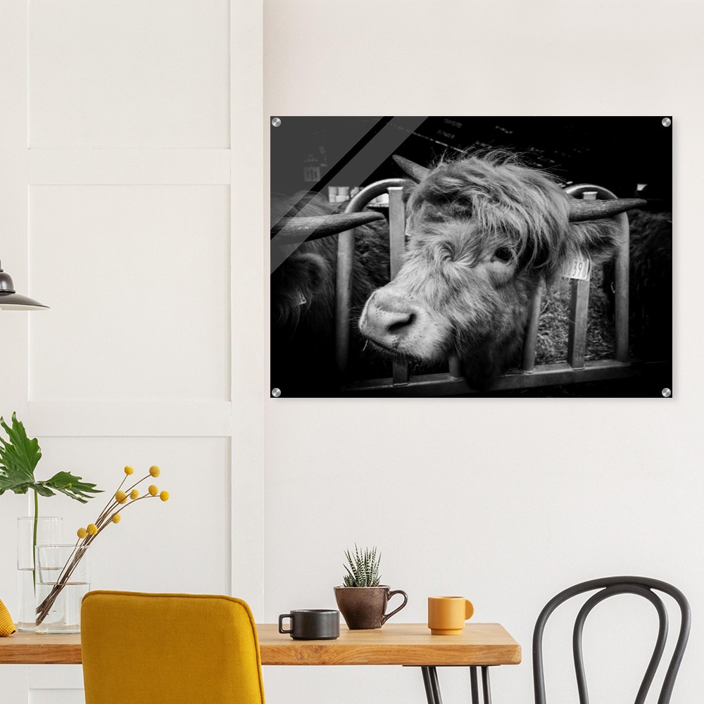 Highland Cow B&W - Acrylic Fine Art Print - Image 4