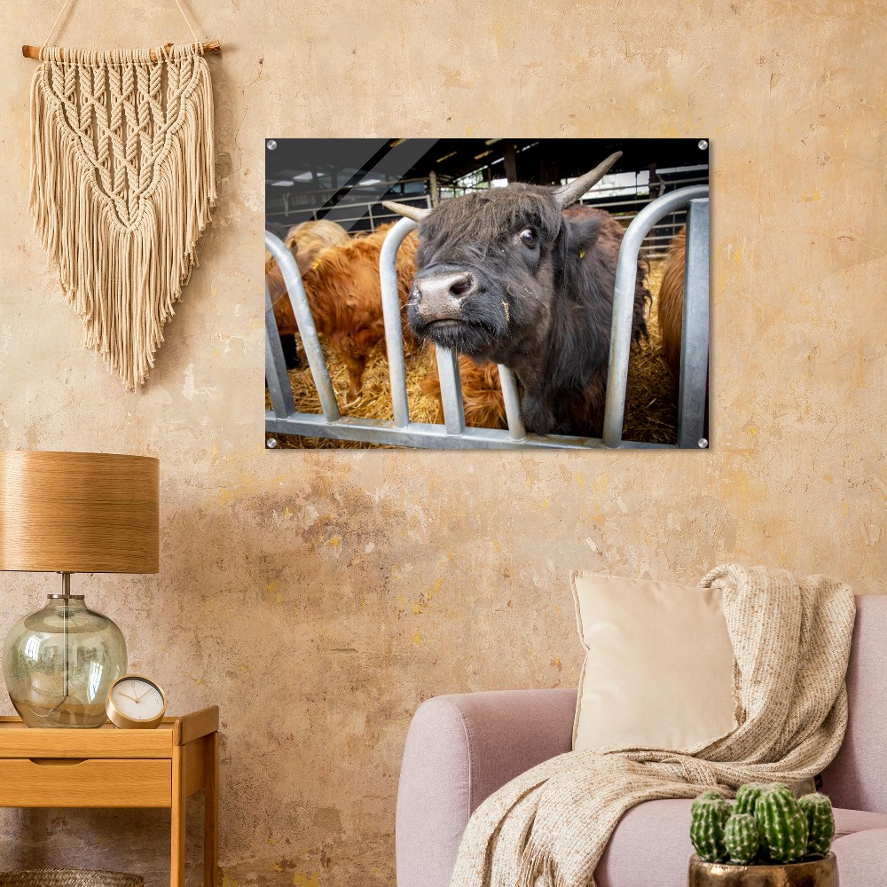Black Highland Cow - Acrylic fine art print - Image 6