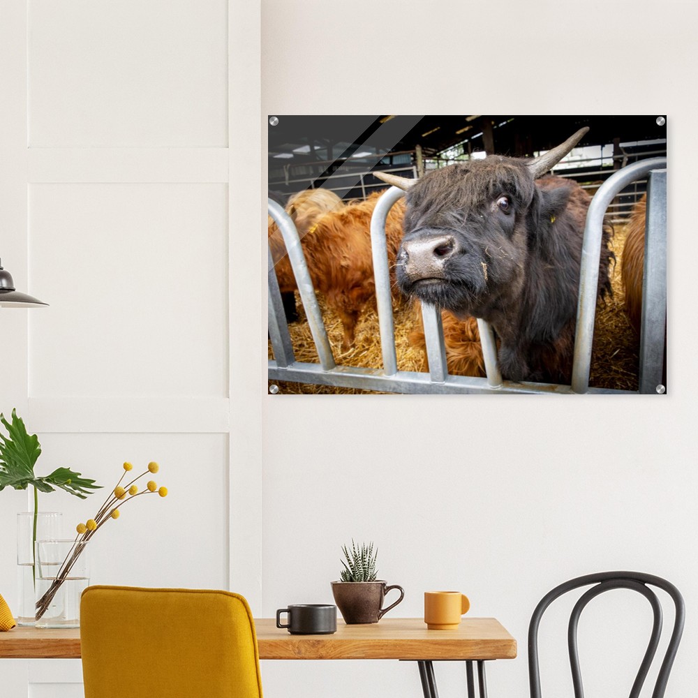 Black Highland Cow - Acrylic fine art print - Image 5