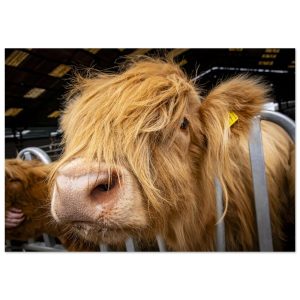 Highland Cow Close - Aluminum Fine Art Print