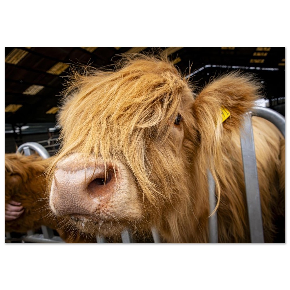 Highland Cow Close - Aluminum Fine Art Print