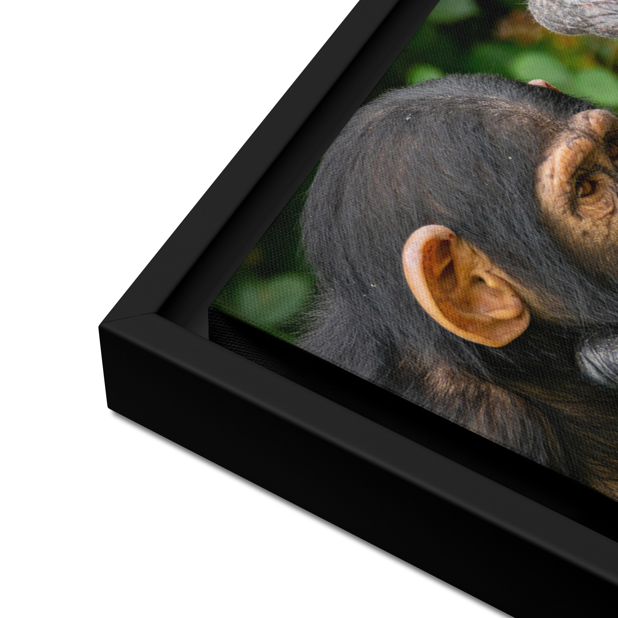 A tender Chimpanzee moment - Framed canvas fine art print - Image 7
