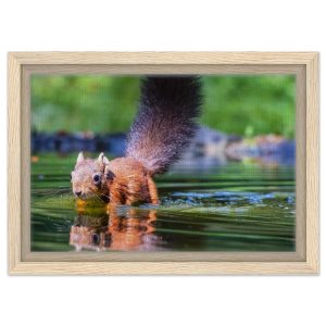 Red Squirrel sun lit in water - Fine art Framed Canvas
