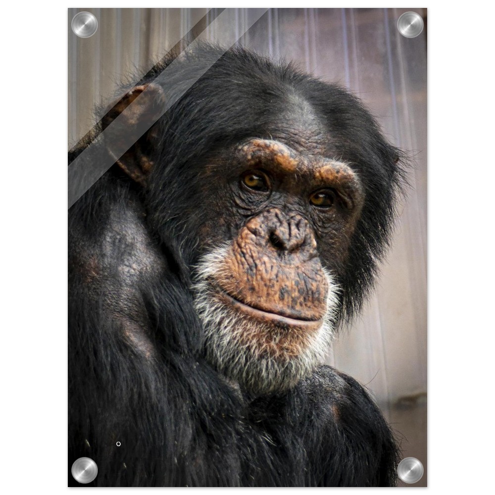 Wise old Chimpanzee - Acrylic fine art print