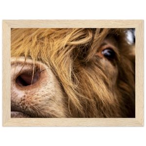 Highland Cow Nose - Wooden Framed Print