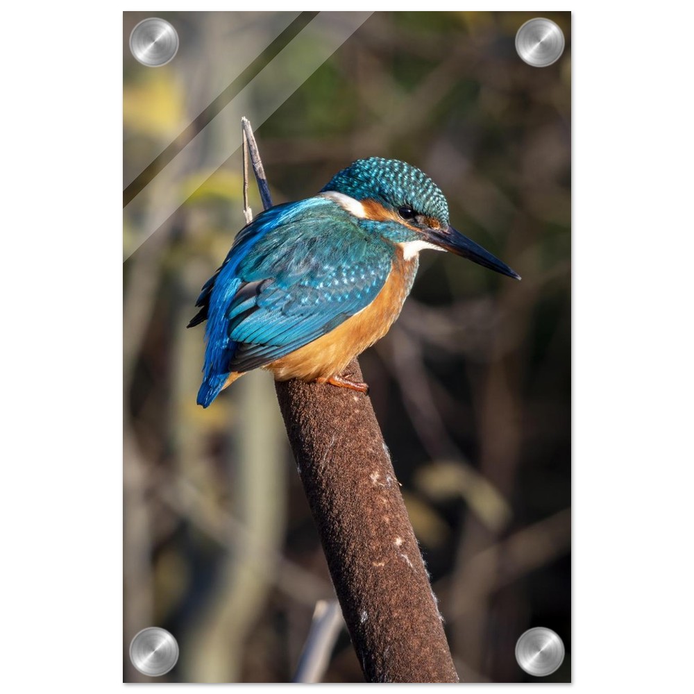 Kingfisher on a Bullrush - Acrylic fine art print