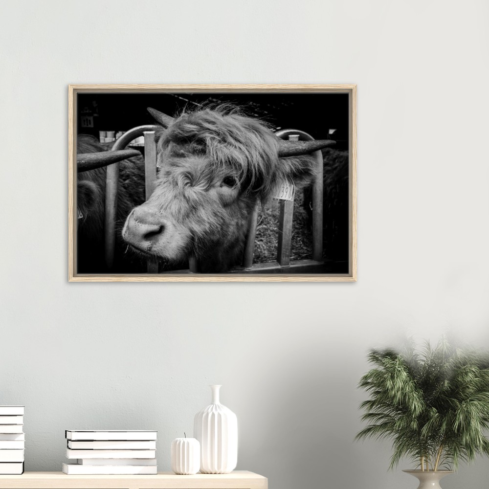 Highland Cow B&W - Framed Canvas - Image 5