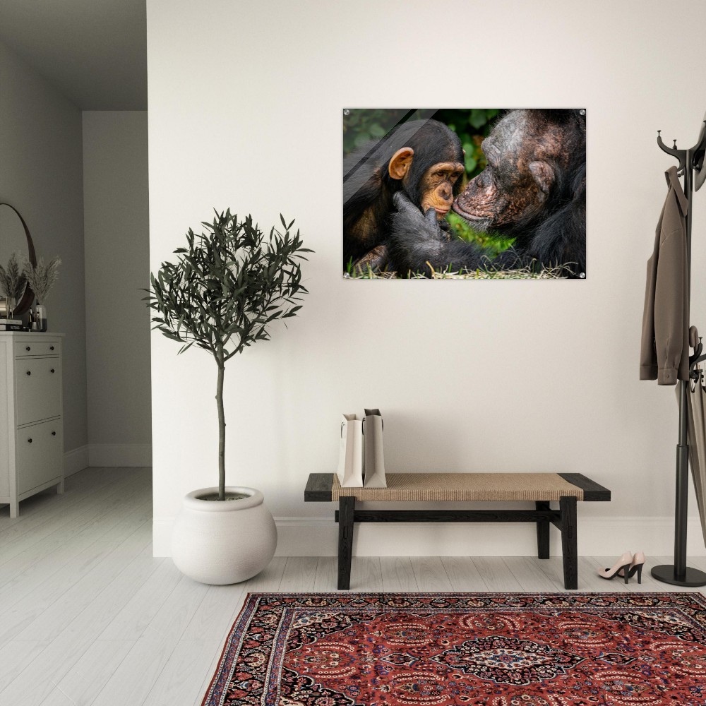 A tender chimpanzee moment - Acrylic fine art print - Image 3