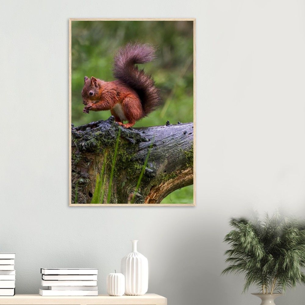 Red Squirrel - Wooden Framed Poster - Image 4