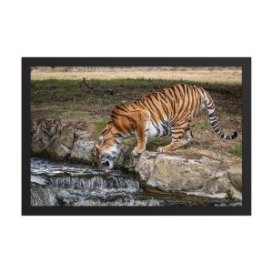 Amur Tiger drinking - Framed fine art print