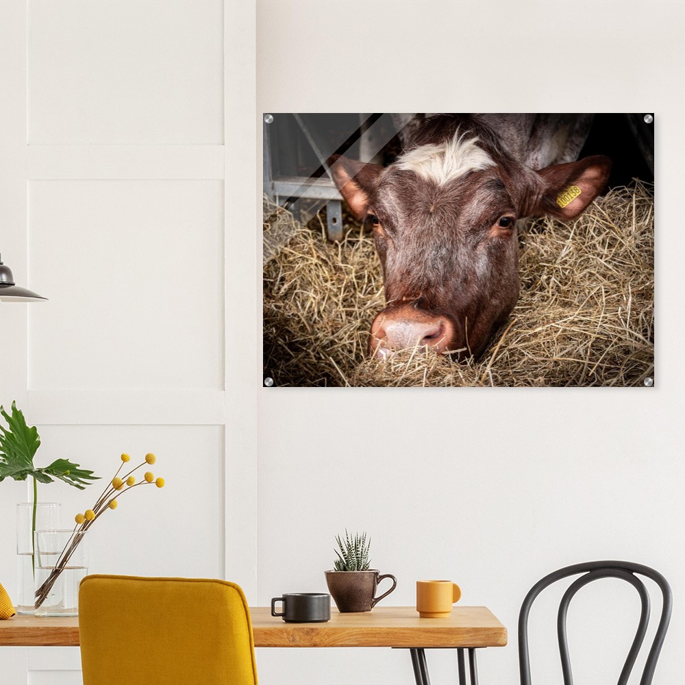 Hungry Cow - Acrylic Fine Art Print - Image 2