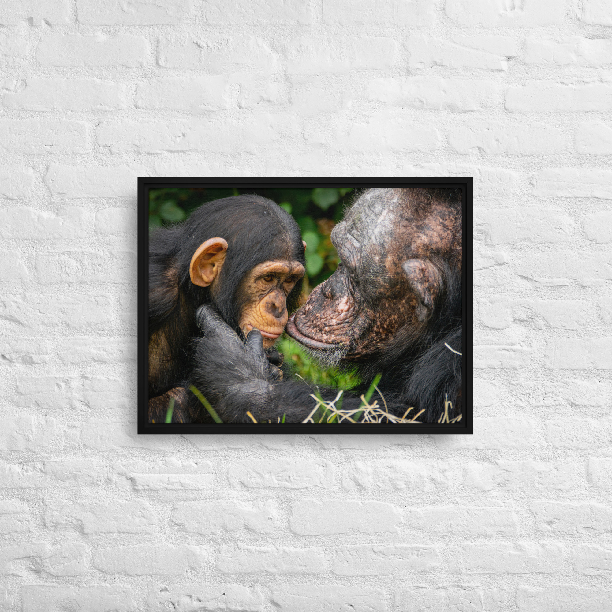 A tender Chimpanzee moment - Framed canvas fine art print - Image 6