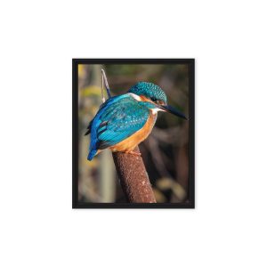 Kingfisher on a Bullrush - Fine art framed canvas print