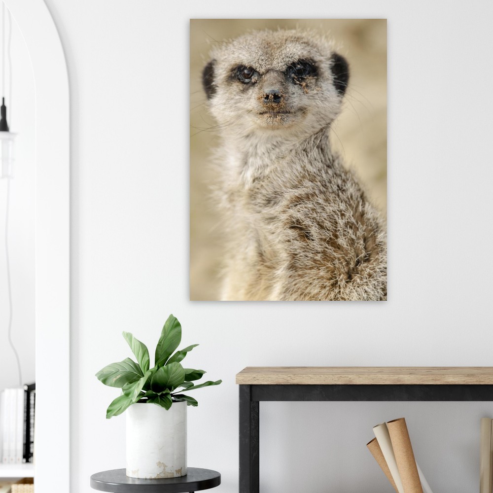 Dreamy Meercat - Aluminum fine art Print - Image 5