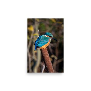 King fisher on a Bullrush - fine art print
