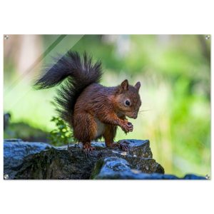 Squirrel With An Acorn - Acrylic Fine Art Print