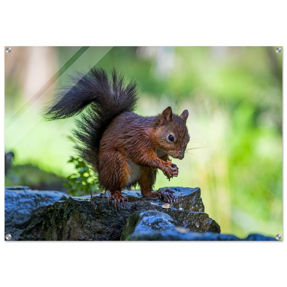Squirrel With An Acorn - Acrylic Fine Art Print