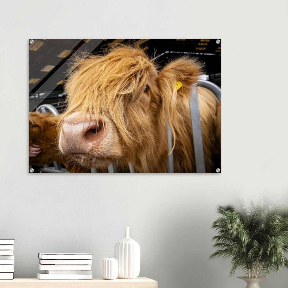Highland Cow Close - Acrylic Fine Art Print - Image 2