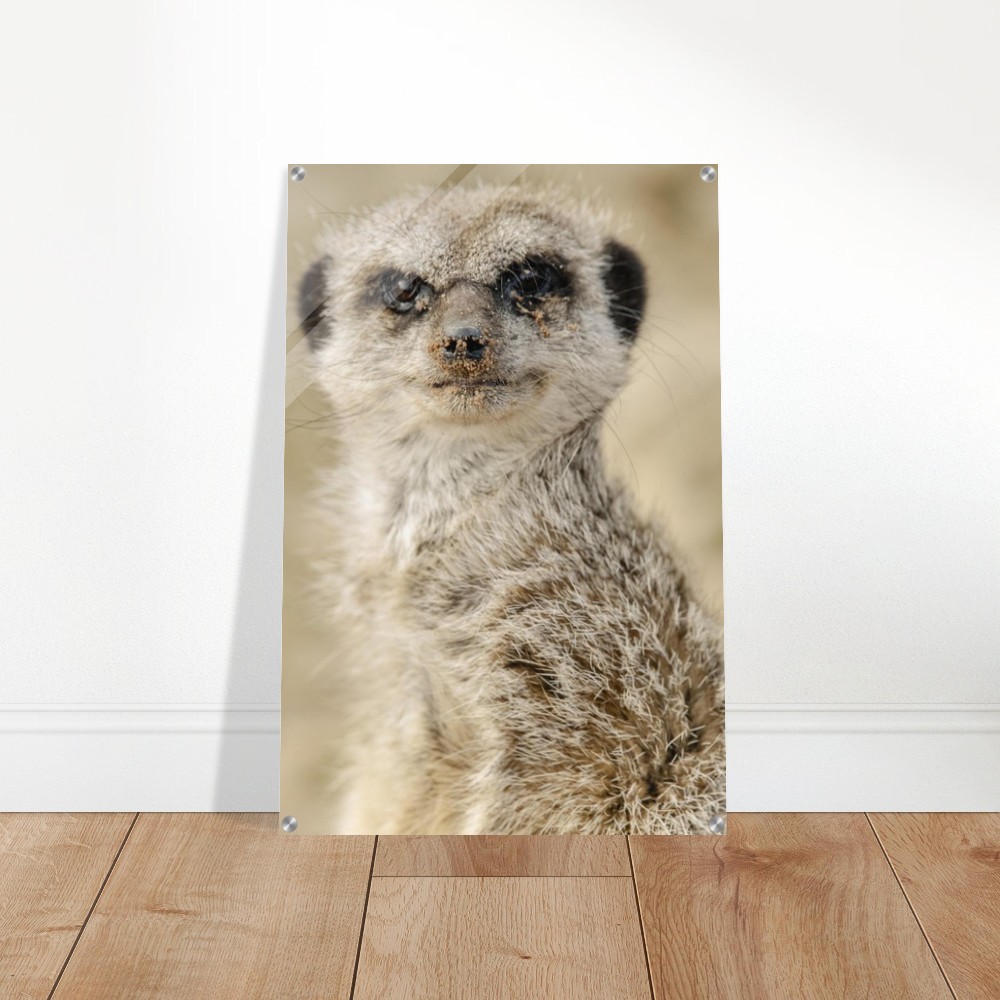 Dreamy Meercat - Acrylic fine art print - Image 6