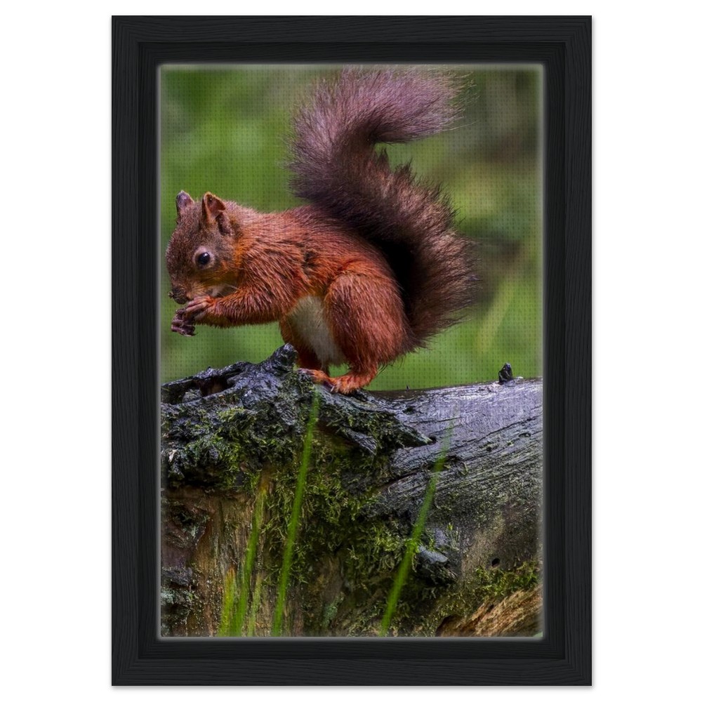 Red Squirrel - Framed Canvas - Image 8