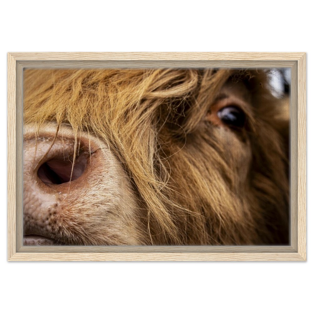 Highland Cow Nose - Framed Canvas - Image 7