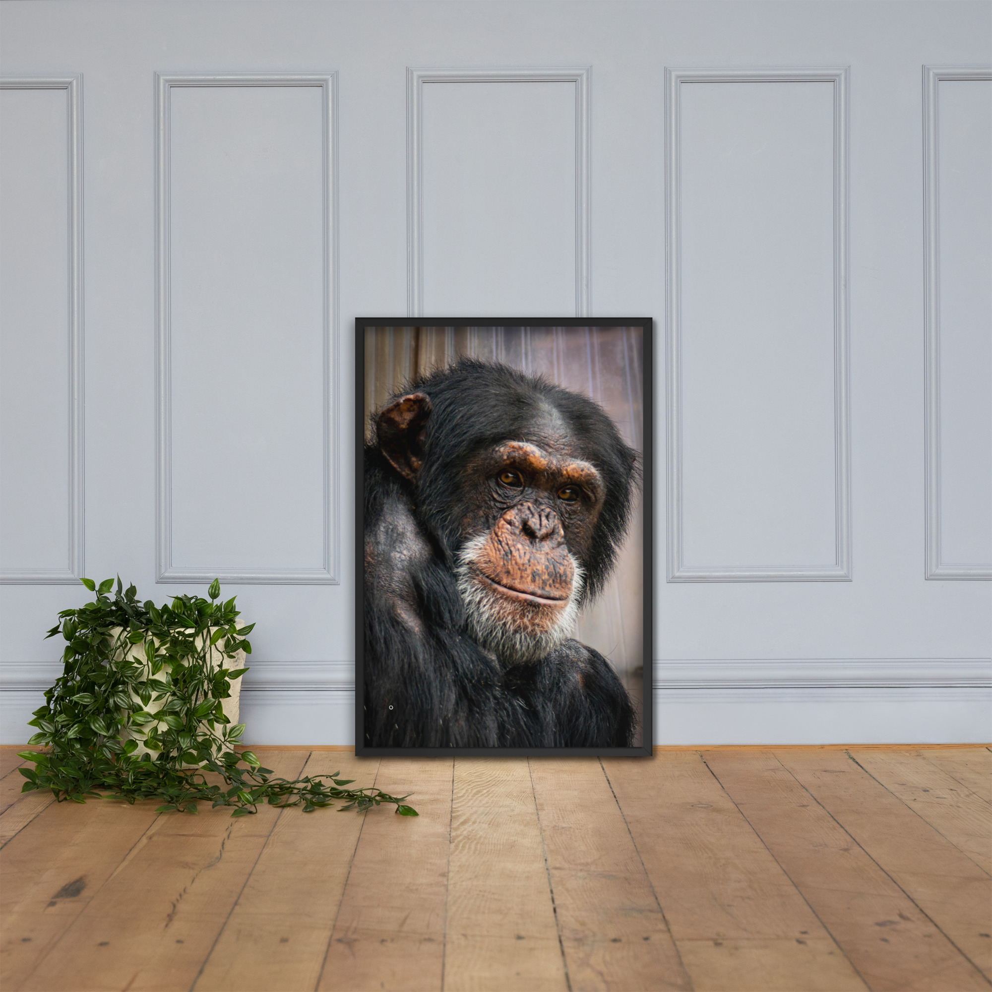 Wise old Chimpanzee - Framed fine art print - Image 2