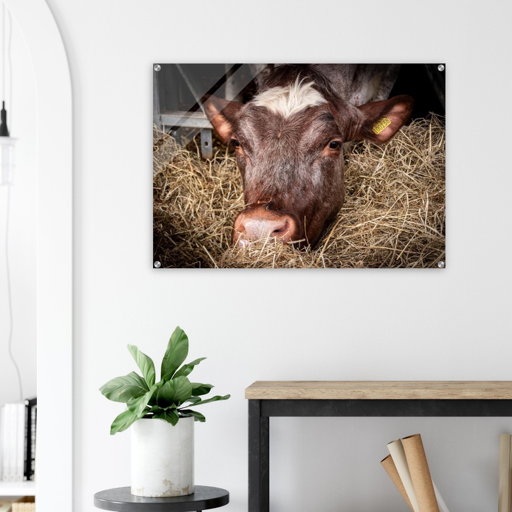 Hungry Cow - Acrylic Fine Art Print - Image 4