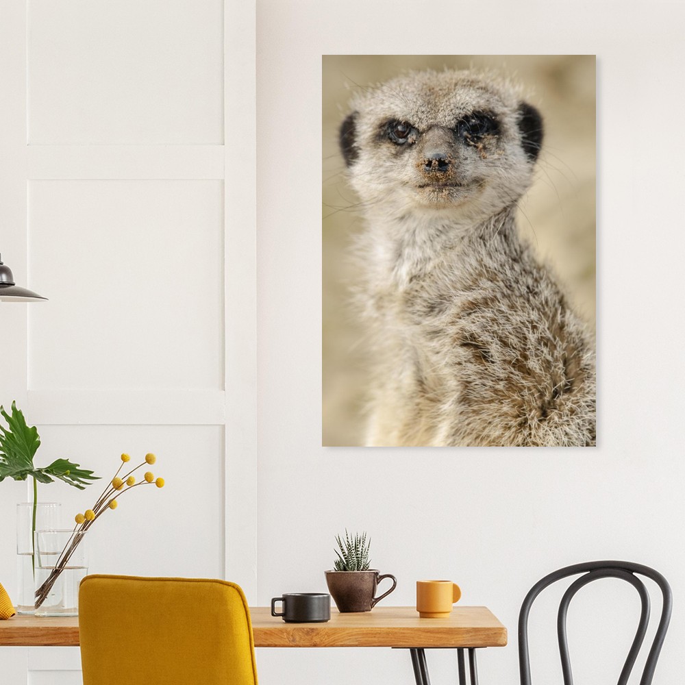 Dreamy Meercat - Aluminum fine art Print - Image 7