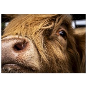Highland Cow Nose- Aluminum Fine Art Print