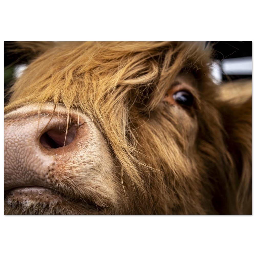Highland Cow Nose- Aluminum Fine Art Print