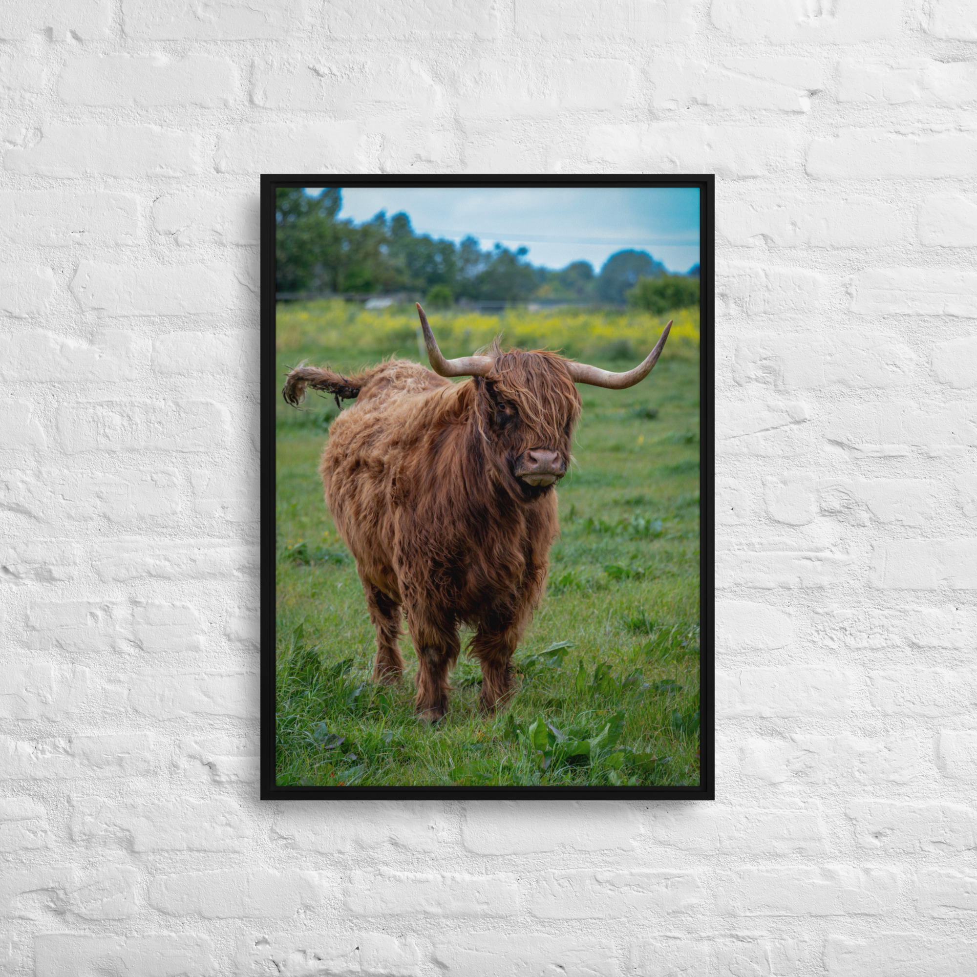 Horned Highland Cow - Framed canvas fine art print - Image 4