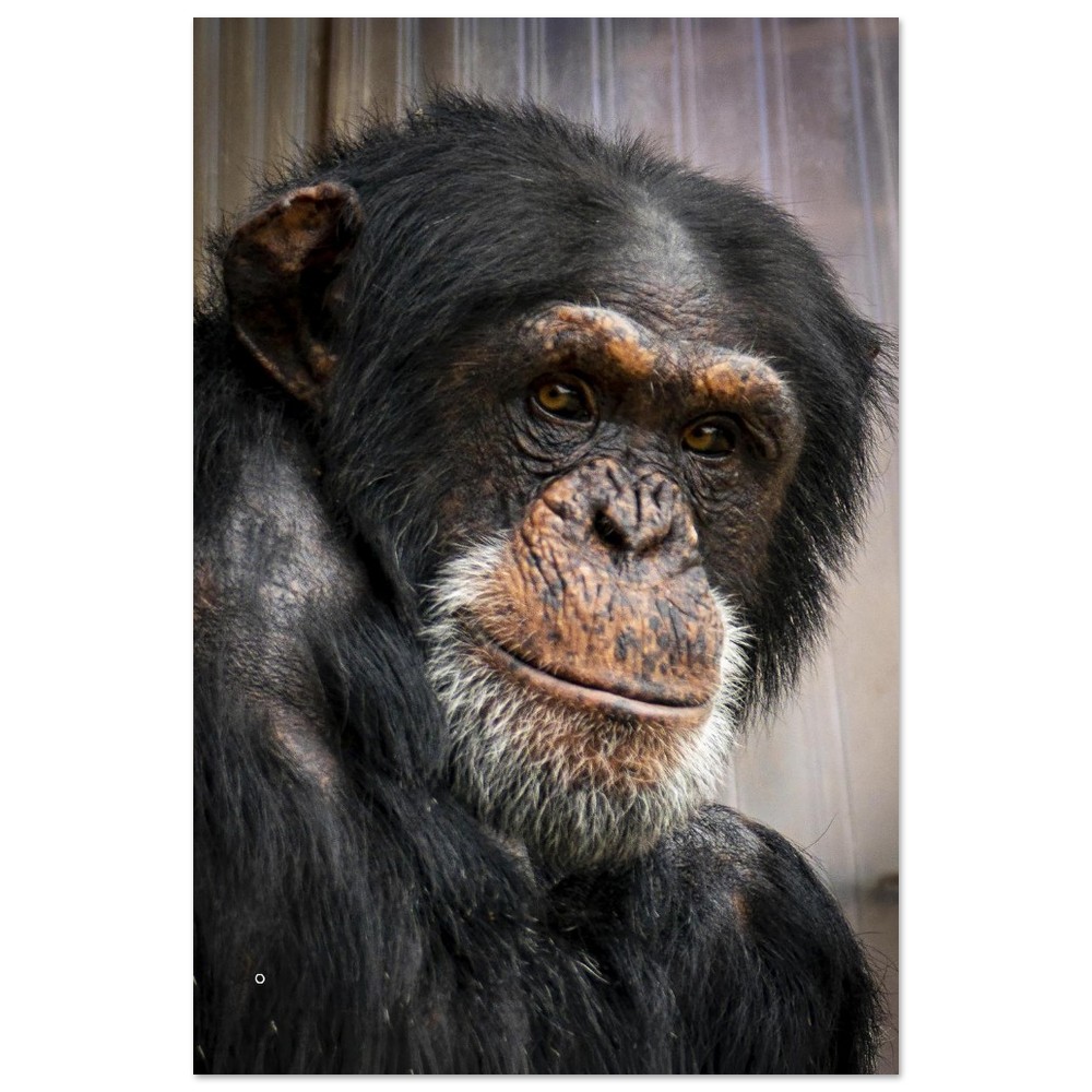 Wise old Chimpanzee - Aluminum fine art Print