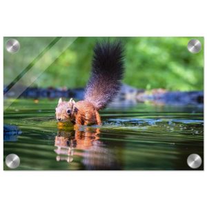 Red squirrel sun lit in water- Acrylic fine art print