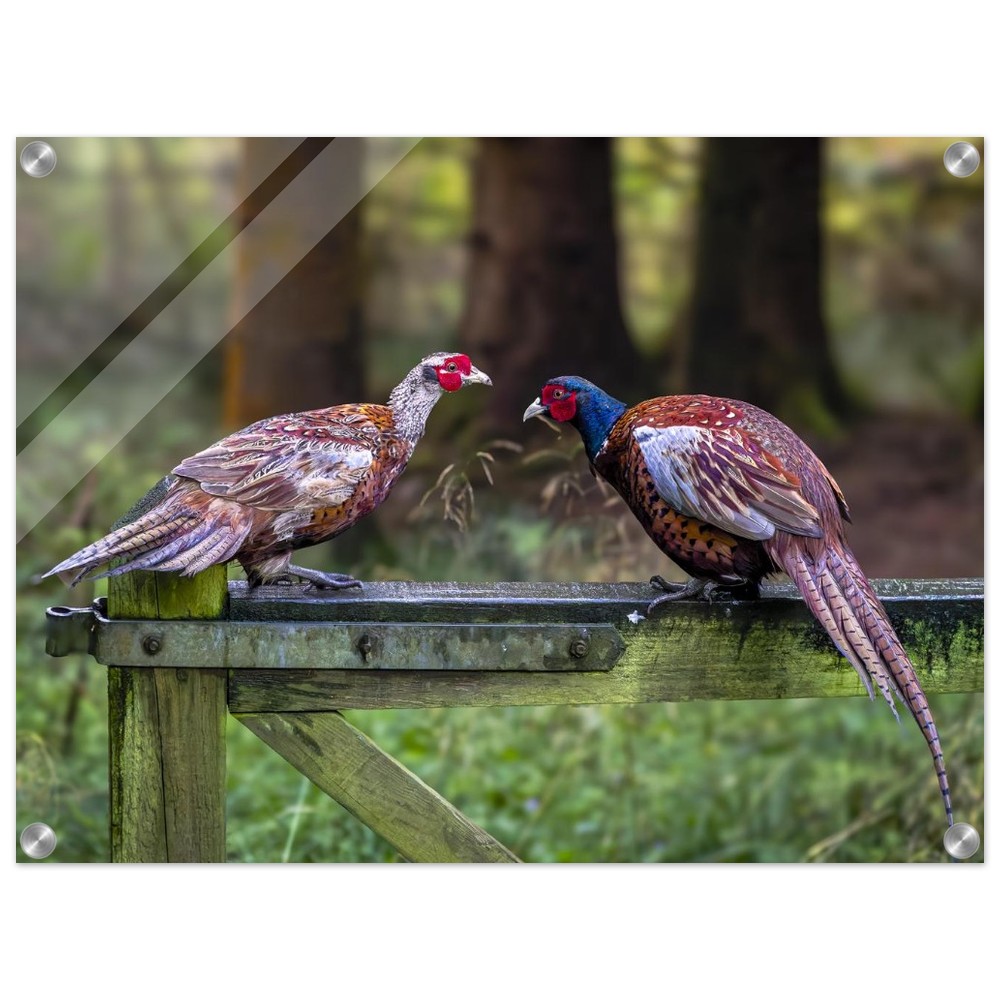 A Brace of Pheasants - Acrylic Fine Art Print - Image 12