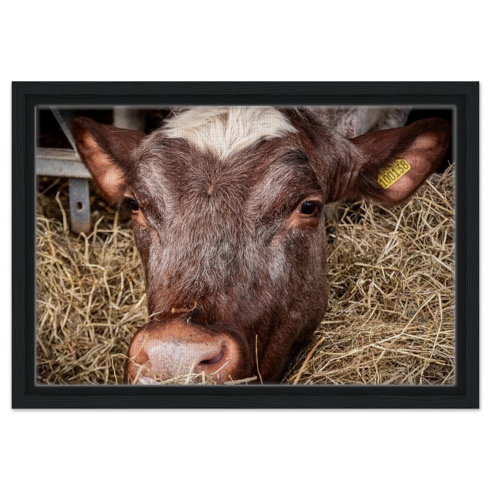 Hungry Cow - Framed Canvas - Image 8
