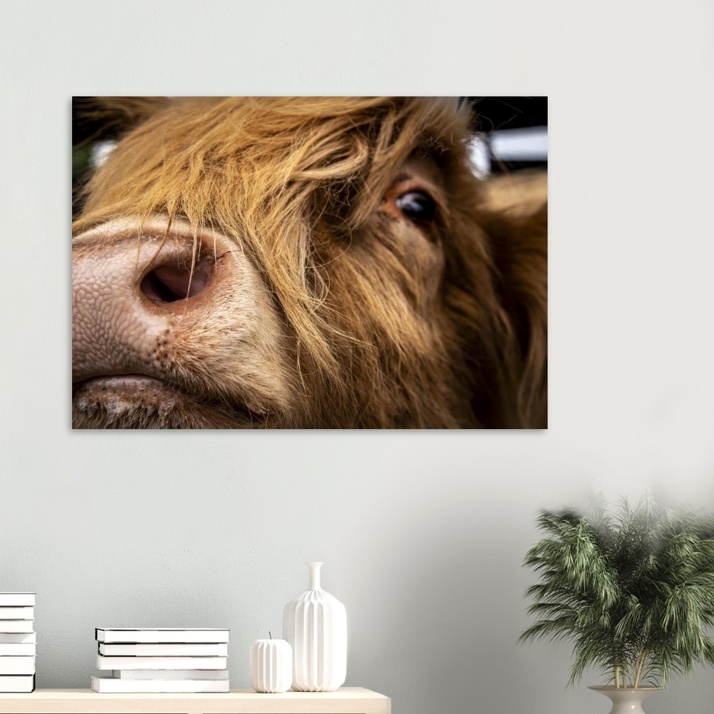 Highland Cow Nose- Aluminum Fine Art Print - Image 4