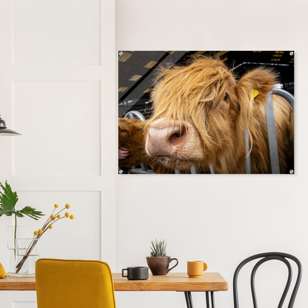 Highland Cow Close - Acrylic Fine Art Print - Image 4