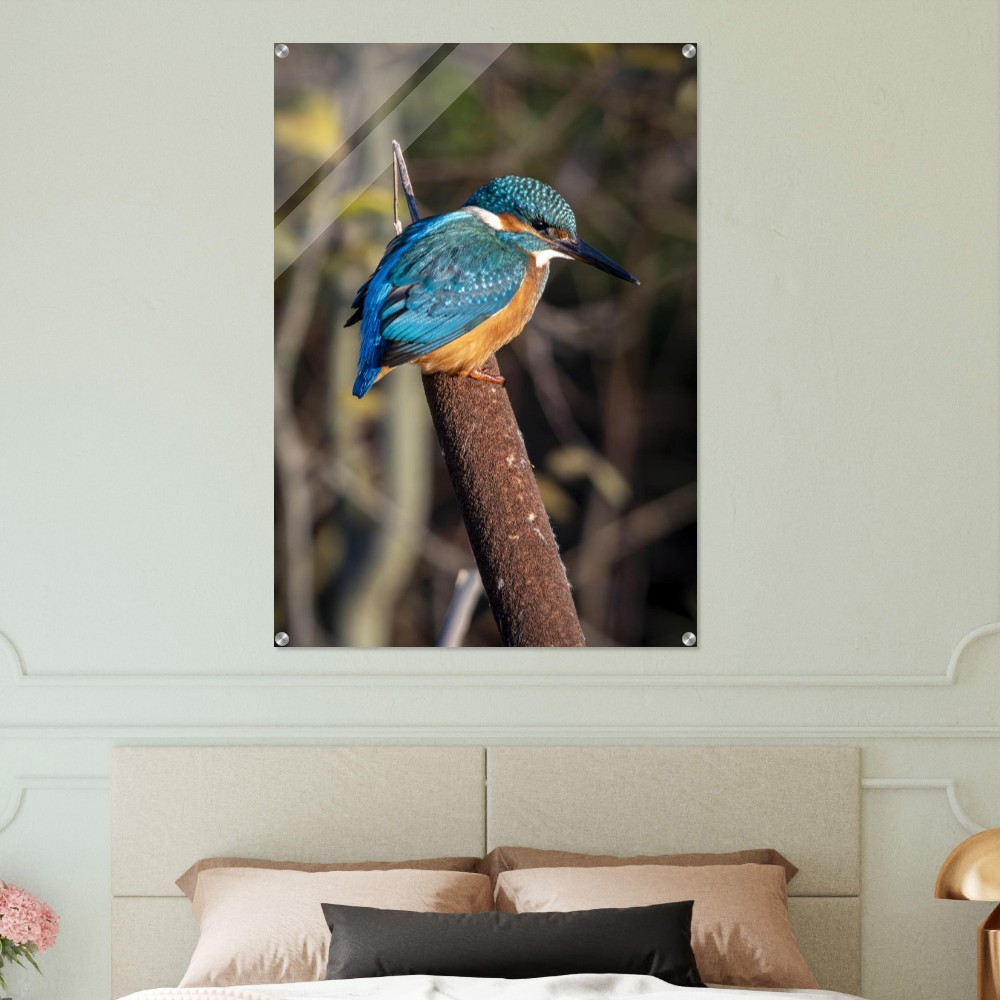 Kingfisher on a Bullrush - Acrylic fine art print - Image 6