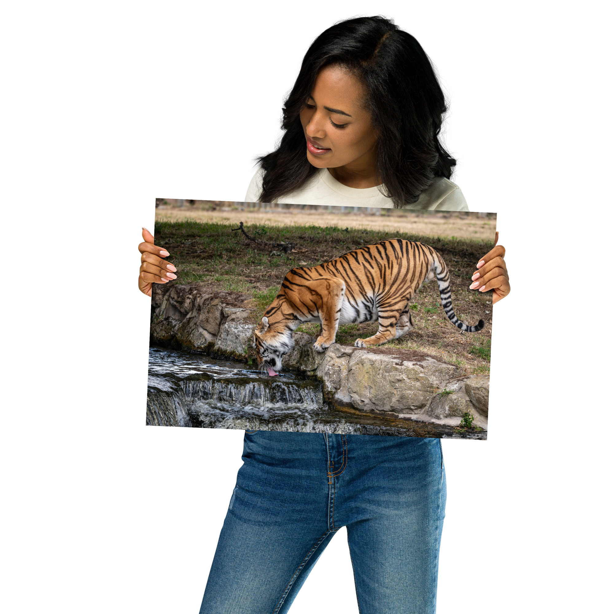 Amur Tiger dinking - Fine art print - Image 2