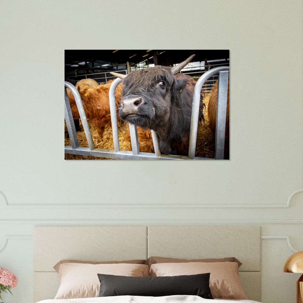 Black Highland Cow - Aluminum fine art Print - Image 5