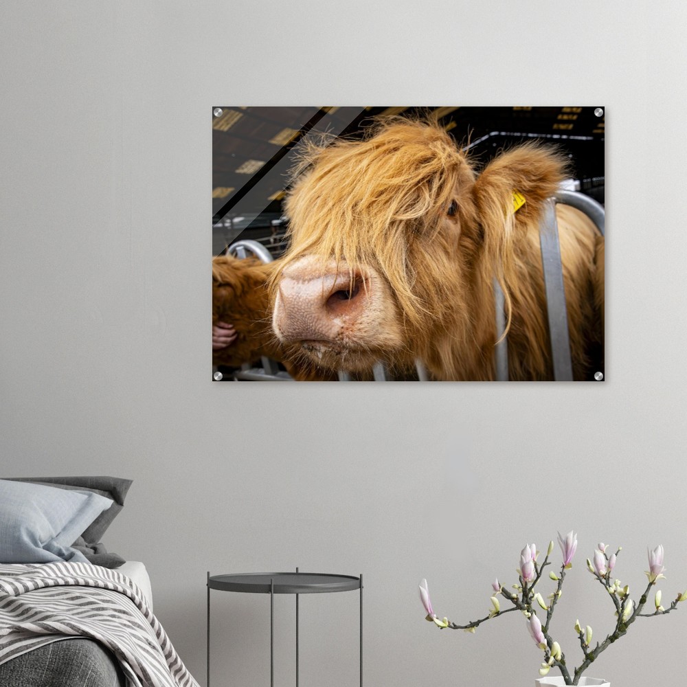 Highland Cow Close - Acrylic Fine Art Print - Image 3