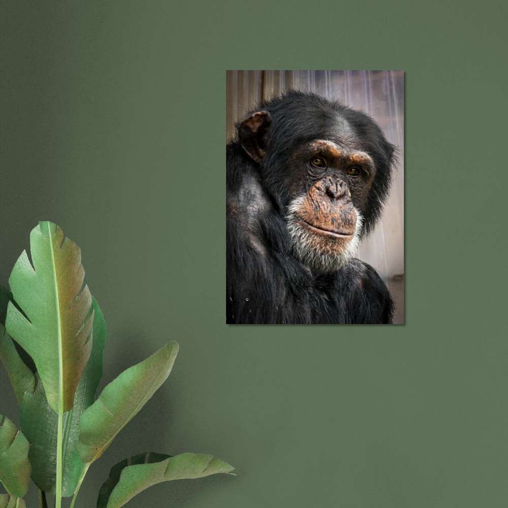 Wise old Chimpanzee - Aluminum fine art Print - Image 3