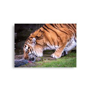 Male Amur Tiger - Fine art print