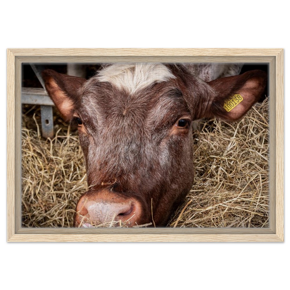 Hungry Cow - Framed Canvas - Image 7