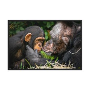 A tender Chimpanzee moment - Framed fine art print
