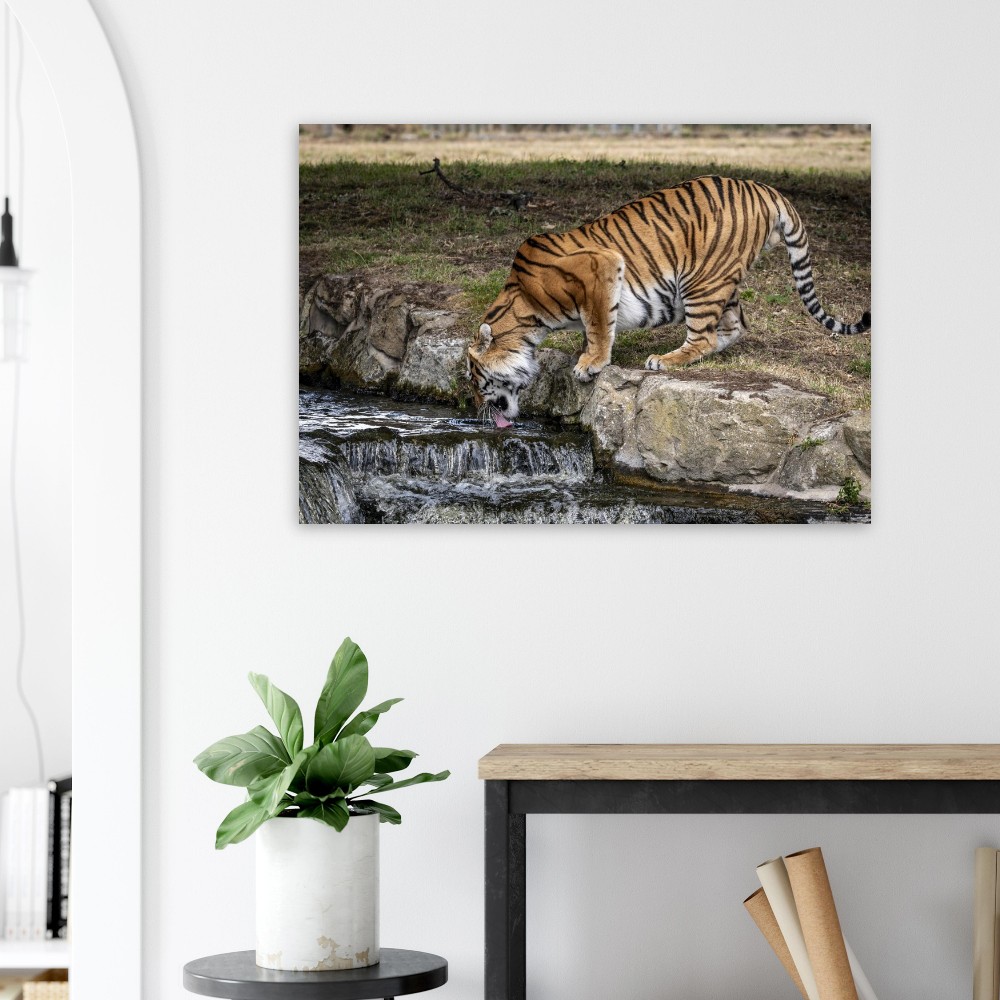 Amur Tiger - Aluminum fine art print - Image 7