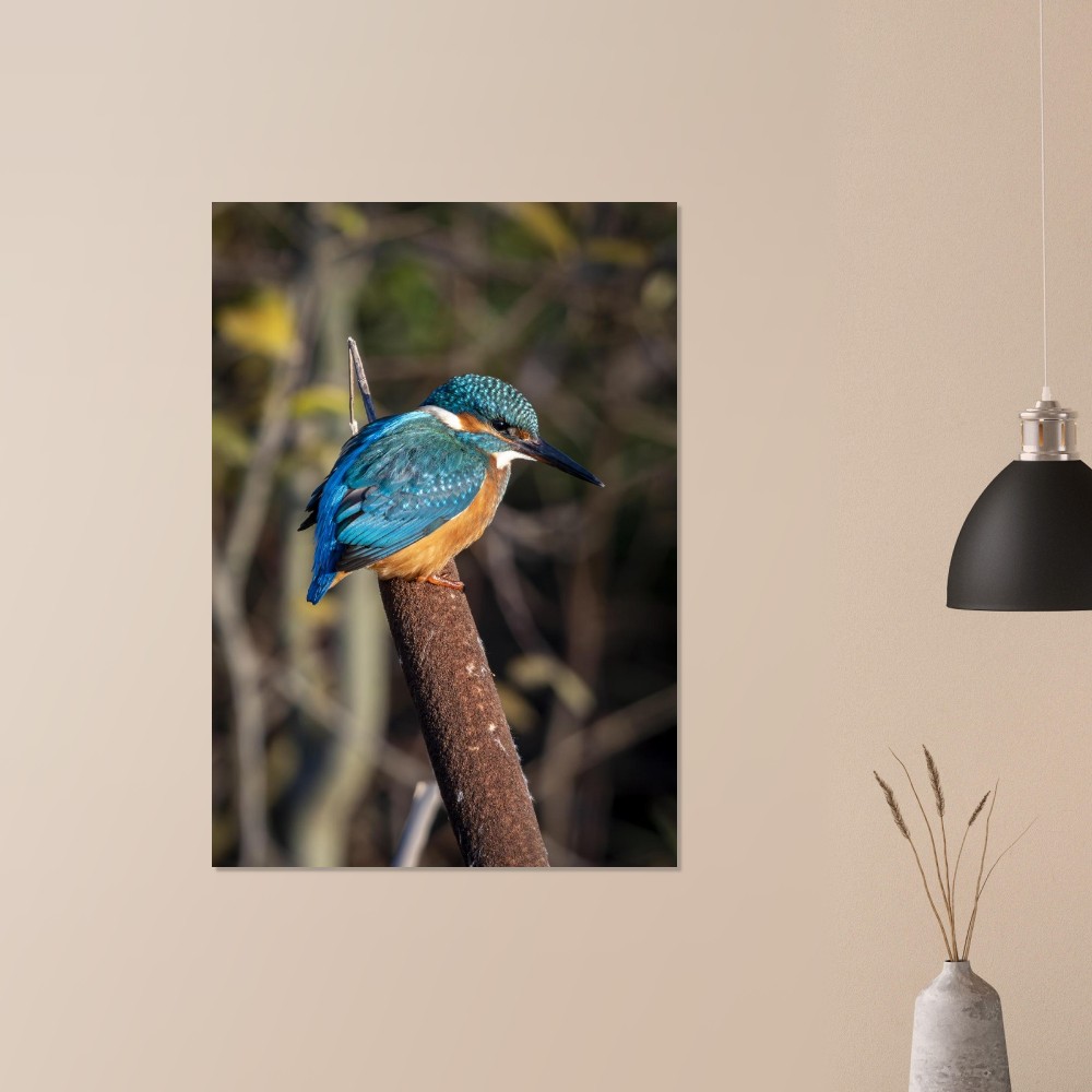 Kingfisher on a Bullrush - Aluminum fine art print - Image 5