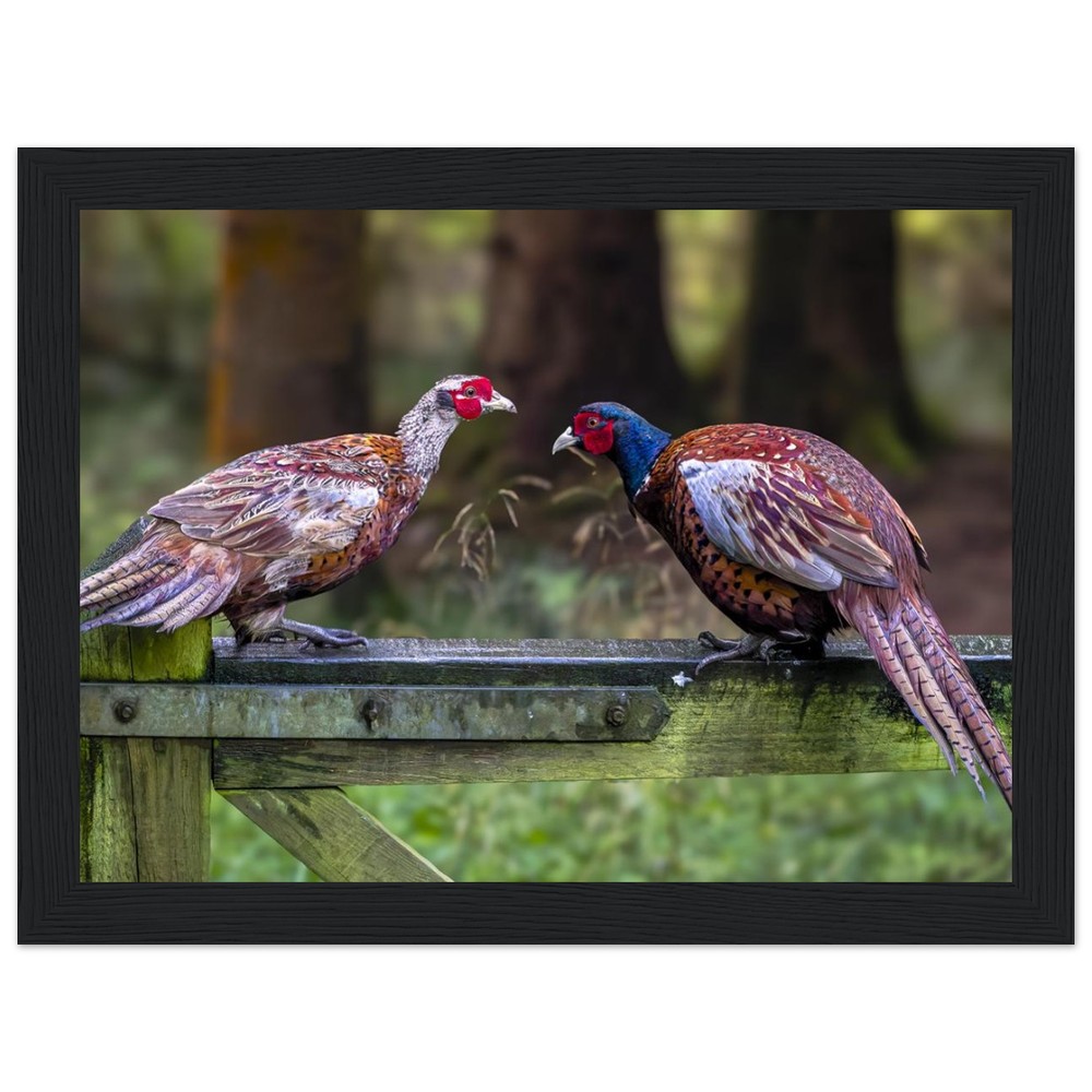 Brace of Pheasants - Wooden Framed Print - Image 8