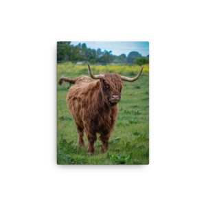 Horned Highland Cow - Thin canvas fine art print